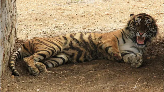 harimau