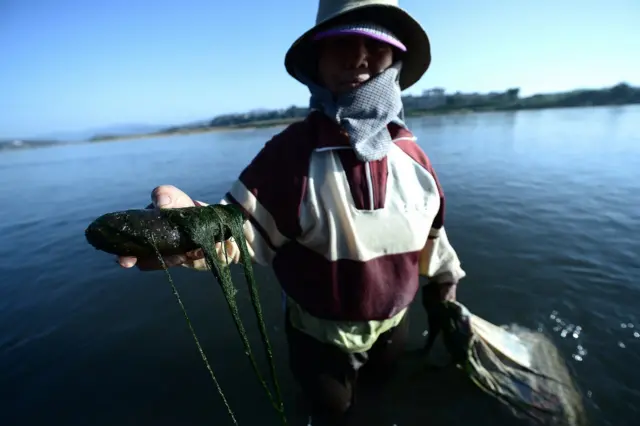 แม่น้ำโขง, กรอบความร่วมมือการประชุมแม่น้ำล้านช้าง-โขง, คณะกรรมาธิการลุ่มแม่น้ำโขง, MRC, หวัง อี้, กระทรวงการต่างประเทศจีน, ไก, สาหร่ายน้ำจืด, เชียงของ, เชียงราย, ผลกระทบ, เขื่อน, มณฑลยูนนาน, แม่น้ำล้านช้าง, สำนักเลาขาธิการความร่วมมือแม่น้ำล้านช้าง-โขง