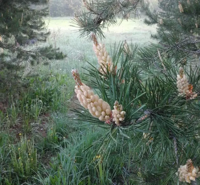 Ирина Королева, Подмосковье: "Так цветут сосны в России"