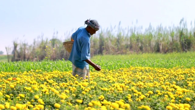 গদখালীতে ভারত ও চীন থেকে বিশেষজ্ঞ চাষীরা এসেে স্থানীয় কৃষকদের সহায়তা করেন