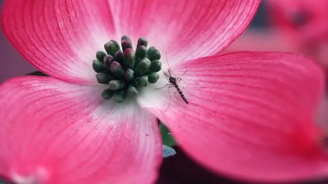 Anwnta bere n'elu okoko