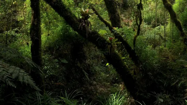 floresta onde o sapinho coloratus foi encontrado