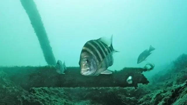 кейпкодський карась