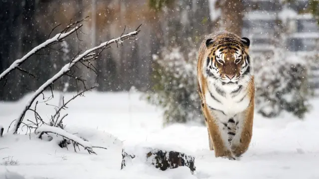 Harimau Siberia di Doncaster