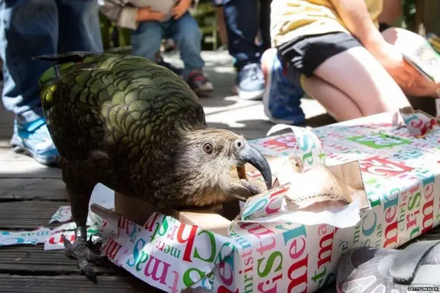 કીયા પોપટ