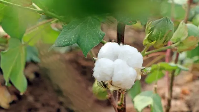 cotton