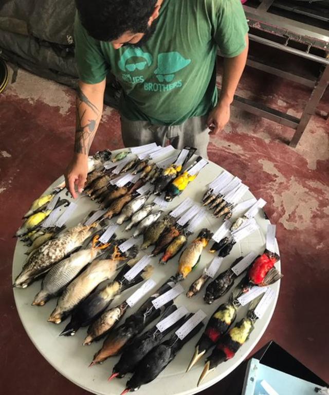 Aves com etiquetasbetpix365 para baixaridentificação