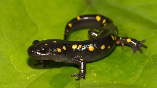 Salamandra