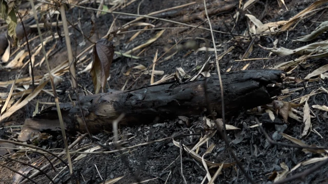 เศษซากที่เหลืออยู่จากการเผา