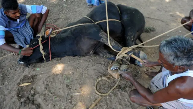 ఎద్దు కాళ్లకు మెటల్‌ని అమరుస్తున్న రైతులు