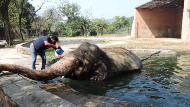 எப்.பி.ஐ. குழுவின் தலைவரான டாக்டர் அமீர் காலீல், காவன் யானை குளிக்க உதவி செய்கிறார்