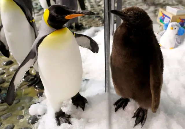 اثنان من طائر البطريق