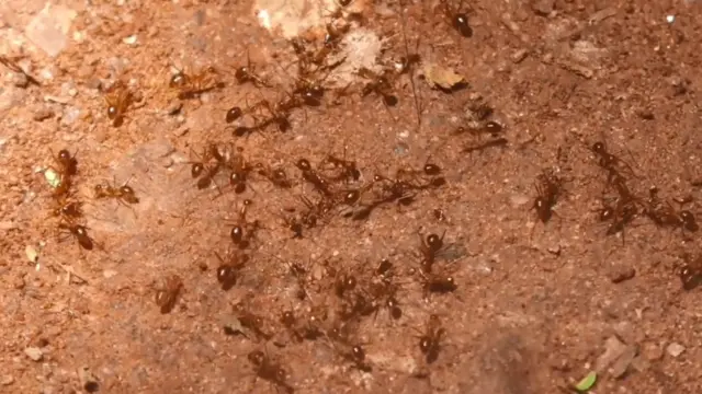 யெல்லோ கிரேஸி எறும்புகள்