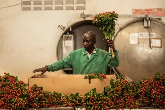 A man packages hypericum flowers at Wildfire Flowers on 12 February 2019 in Naivasha, Kenya.