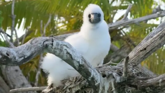 எலிகளின் பெருக்கத்தால் லட்சகணக்கானோரின் வாழ்வாதாரம் சிதையலாம்