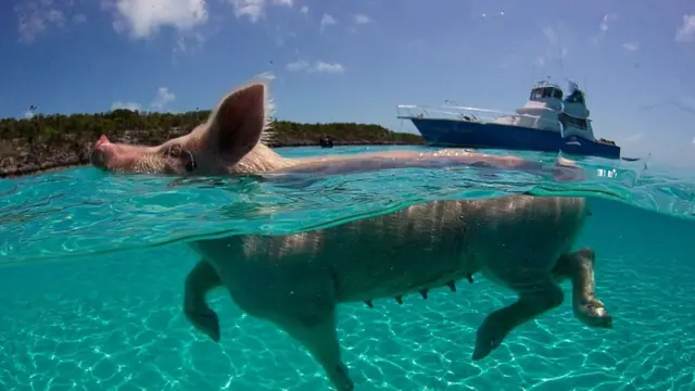 Cerdo nadando bote en el fondo