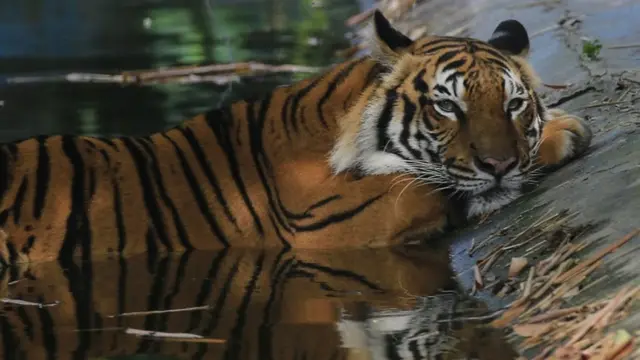 जानवरों में कोरोना वायरस