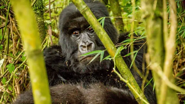 Le gorille de montagne