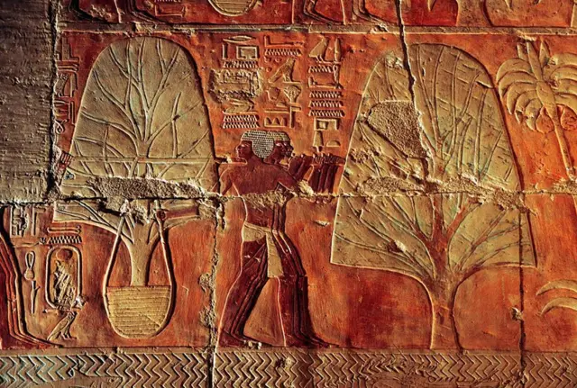 Mirra en canasta y sembrada