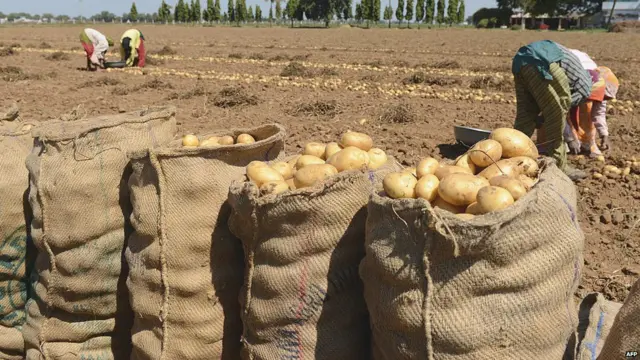 બટાટાની તસવીર