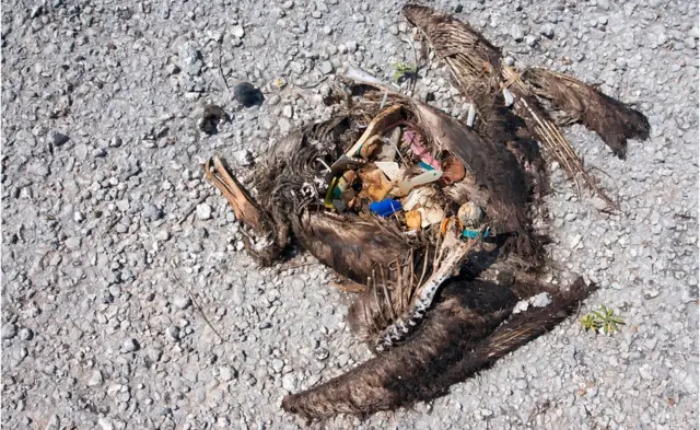 Deniz kuşları yuttukları plastikler nedeniyle ölüyor