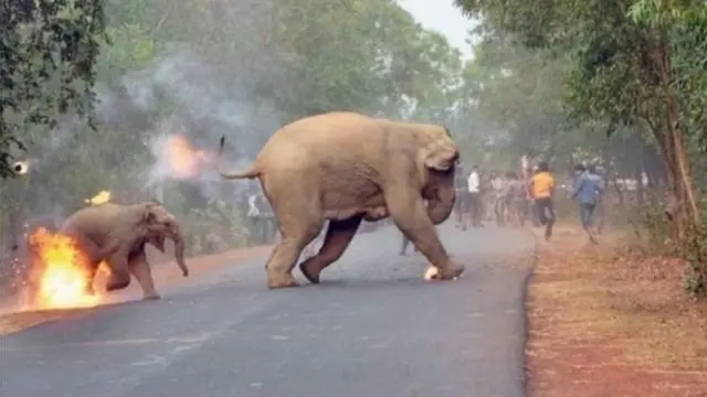 பற்றி எரியும் தீயுடன், உயிரை காக்க மனிதர்களிடமிருந்து தப்பி ஓடும் யானைகள்