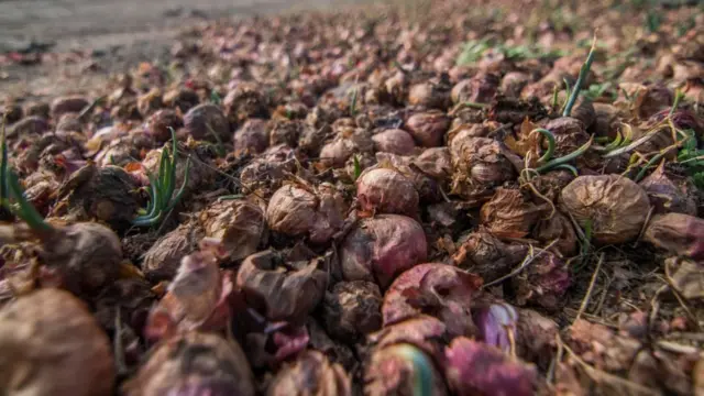 ડુંગળીનો બગાડ