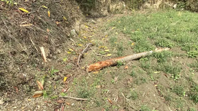 बुट्यान