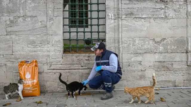 kucing liar, pandemi, virus corona, covid-19