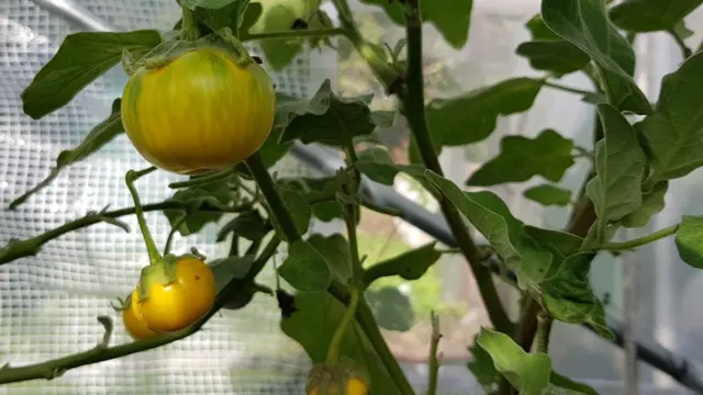 มะเขือเปราะ