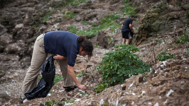 Conservacionistas recogiendo bandas elásticas y otros objetos en el terreno en Mullion
