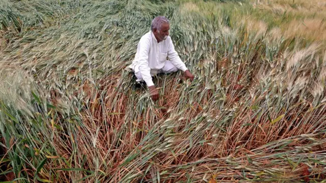 गेहूं की ख़राब हुई फसल देखता हुए एक किसान