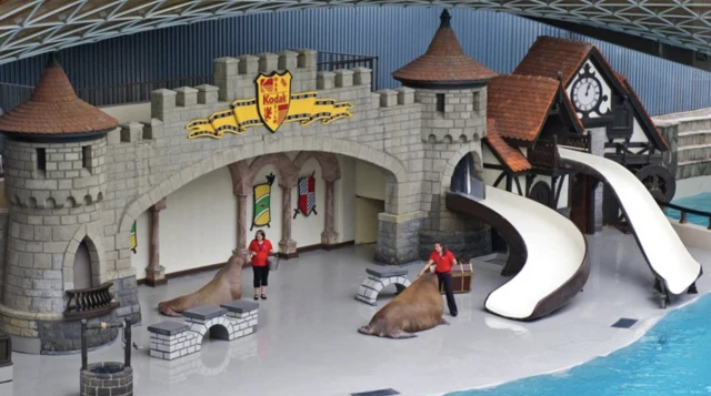 원형극장에서 공연을 펼치고 있는 두 바다코끼리의 모습