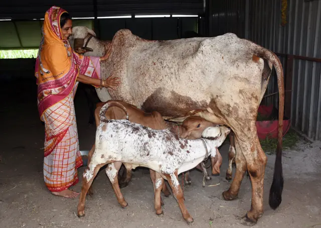 गाय आणि वासरू