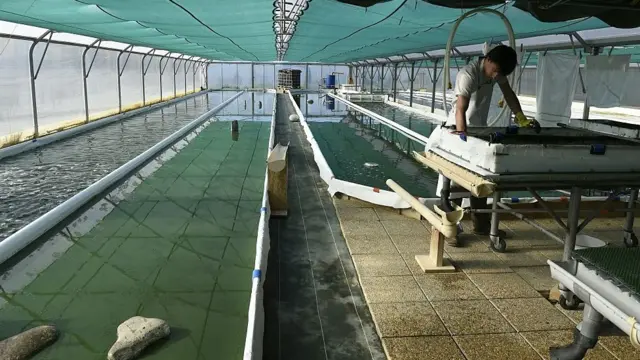 Un estanque para espirulina