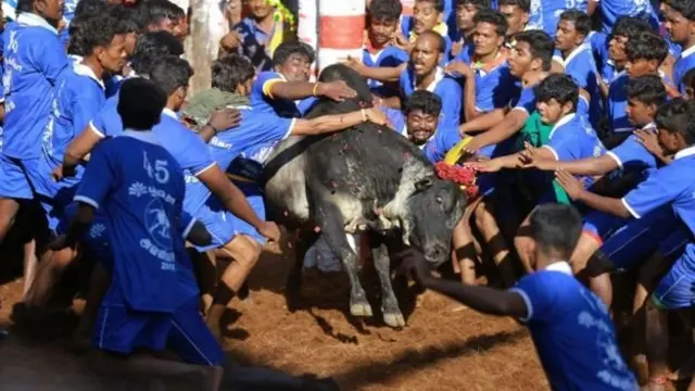 களைகட்டிய ஜல்லிக்கட்டு போட்டிகள்: சுவாரஸ்ய தகவல்கள்