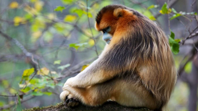 Узконосая обезьяна дремлет в типично обезьянней позе