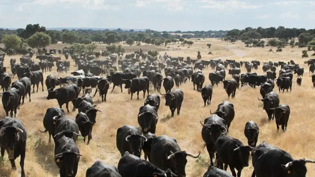 كيف يعود رعي المواشي لإنقاذ العالم في المستقبل؟