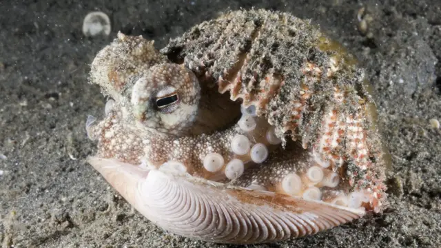 Pulpo escondido en una concha.