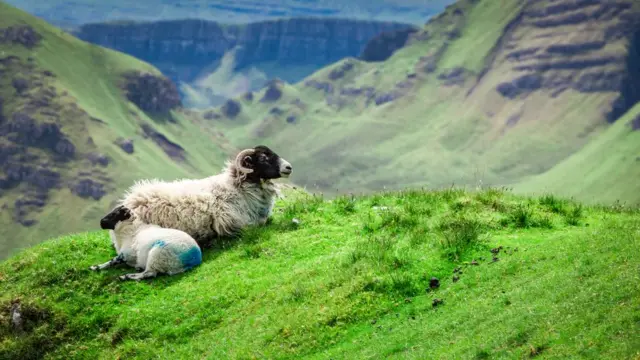 Овцы на фоне гор на острове Скай.