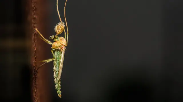 Макронасекомые