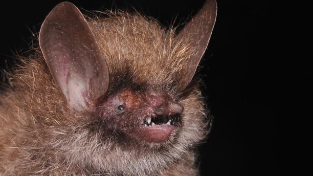 летучая мышь Murina kontumensis