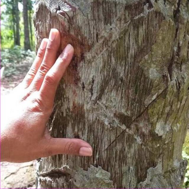 Pembantaian Dukun Santet 1998 1999 Di Banyuwangi Ada Tanda Silang Lampu Tiba Tiba Mati Dan 7259