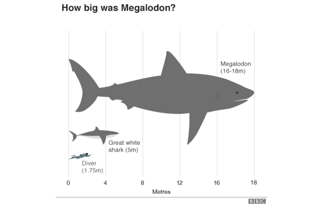 Megalodon