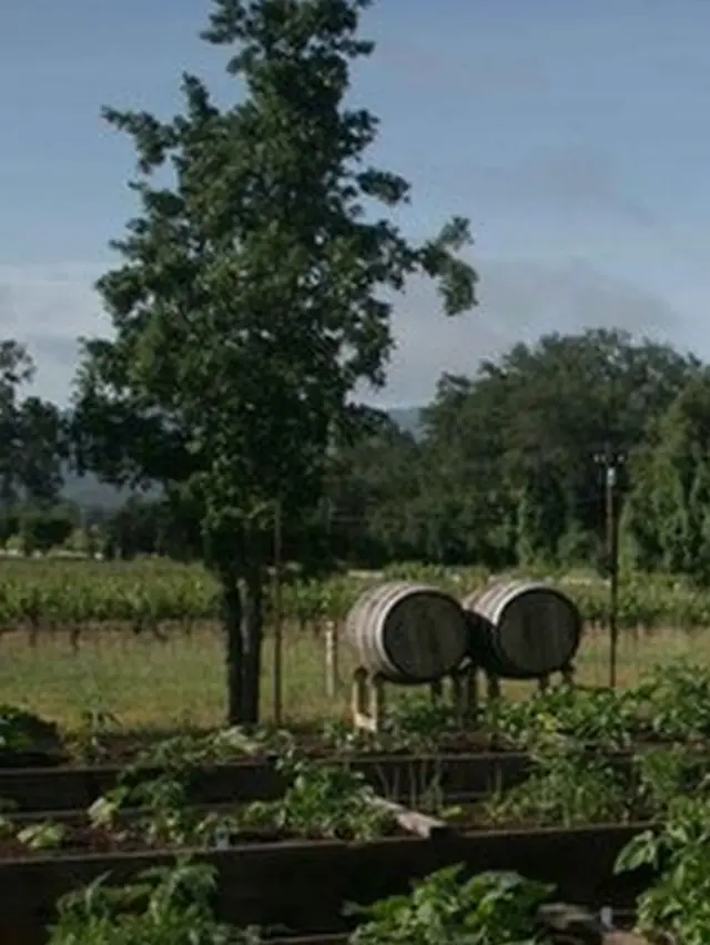 Viñedos en Mendocino