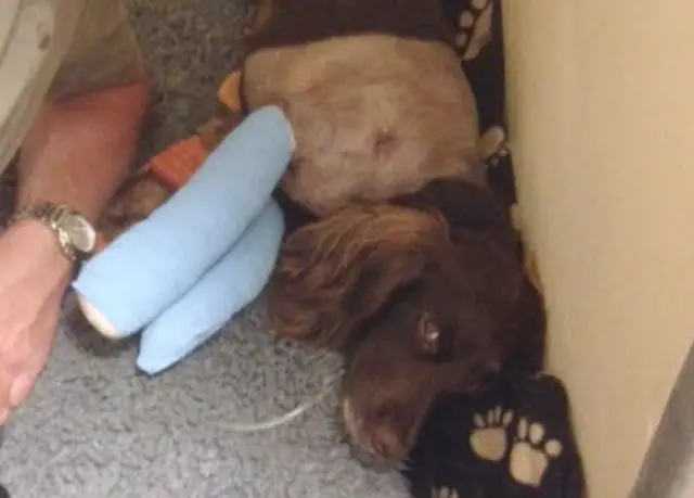 Кокер-спаниель Дарси