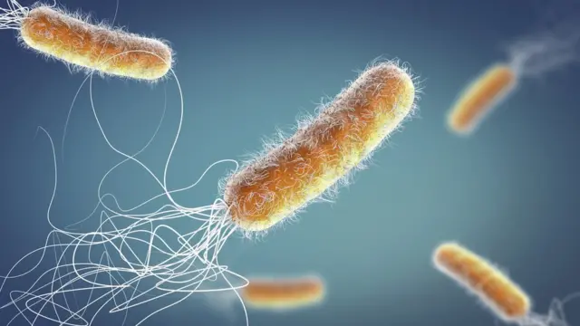 Стійкі до антибіотиків бактерії Pseudomonas aeruginosa