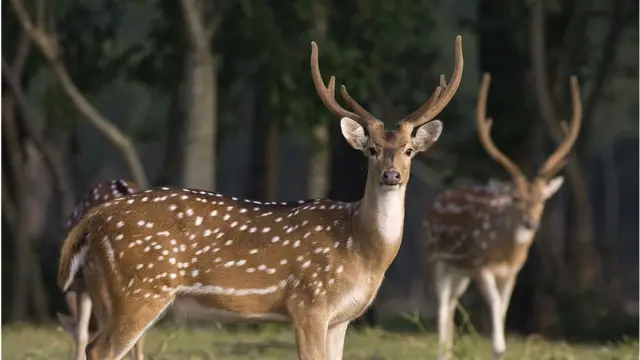 সুন্দরবনের চিত্রা হরিণ।