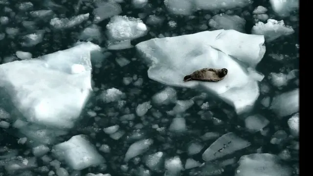 Foca sobre gelo no Ártico