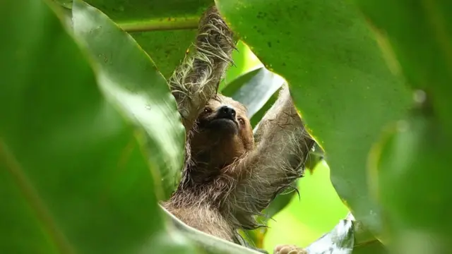 Por Que A Evolução Levou As Preguiças A Viverem Em Câmera Lenta Bbc News Brasil